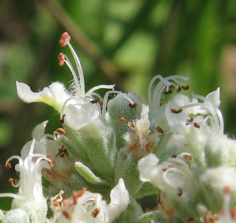 Image of Teucrium capitatum specimen.