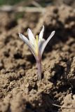 Colchicum kesselringii