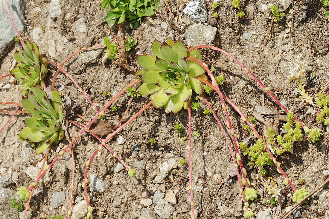 Изображение особи Sempervivum caucasicum.