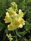 Linaria vulgaris