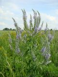 Veronica longifolia. Верхушка растения с соцветиями. Ростовская обл.. Азовский р-н, дельта р. Дон, окр. с. Рогожкино, луг. 09.07.2010.
