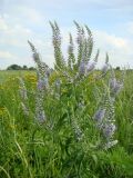 Veronica longifolia