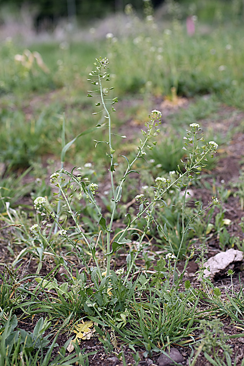 Image of Capsella bursa-pastoris specimen.