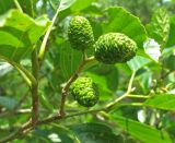 Alnus glutinosa