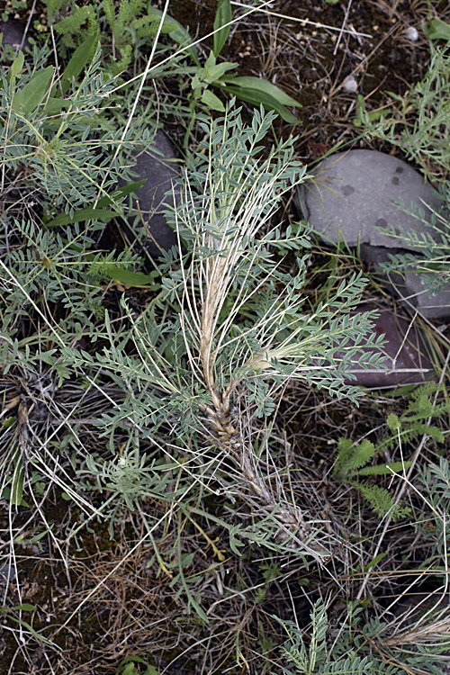 Изображение особи Astragalus pterocephalus.