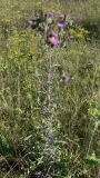 Cirsium vulgare