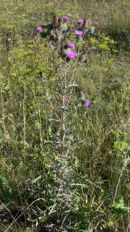 Изображение особи Cirsium vulgare.