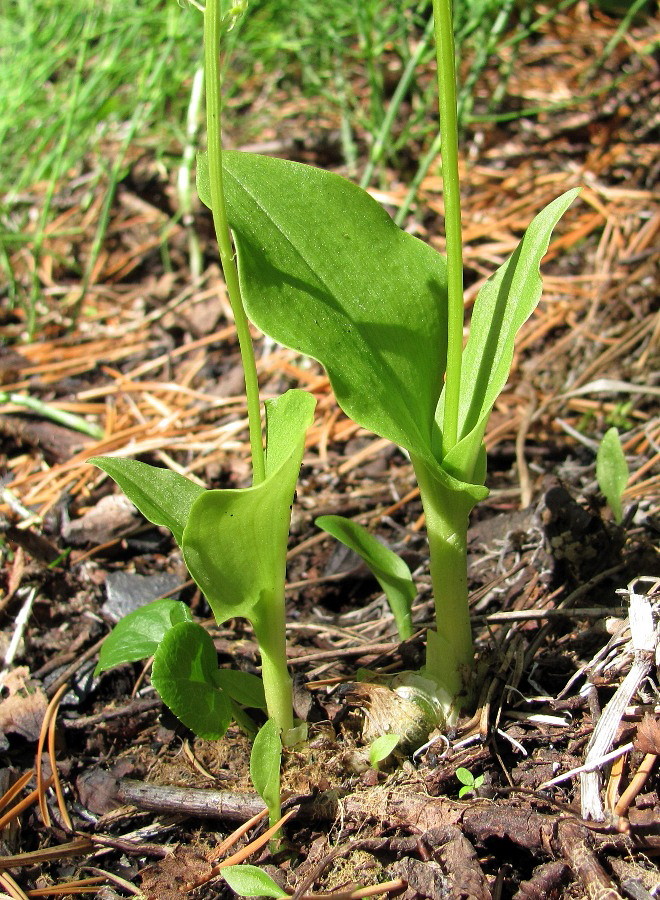 Image of Malaxis monophyllos specimen.