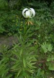 Lilium ledebourii