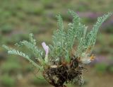 Astragalus testiculatus