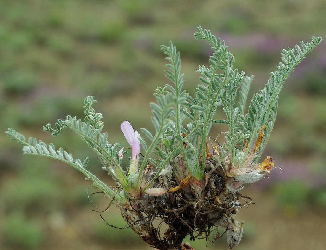 Изображение особи Astragalus testiculatus.