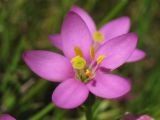 Centaurium littorale. Цветок. Нидерланды, провинция Groningen, национальный парк Lauwersmeer, влажный луг. 20 июля 2008 г.