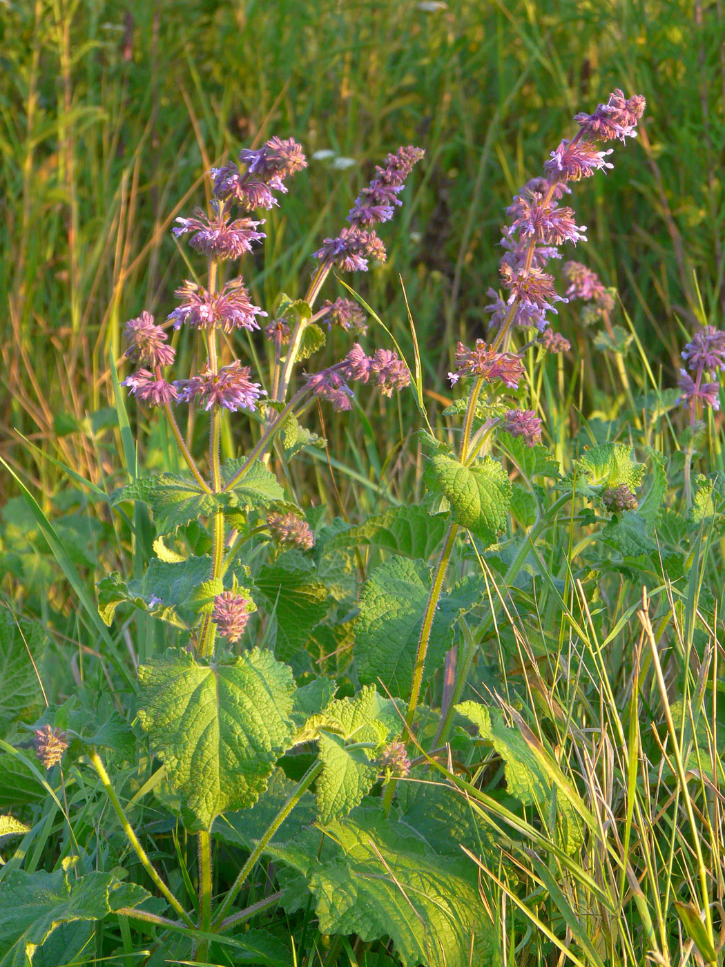 Изображение особи Salvia verticillata.