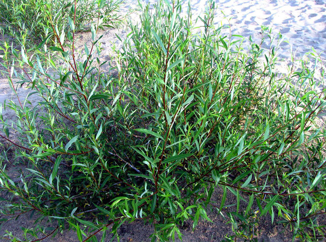 Image of Salix acutifolia specimen.