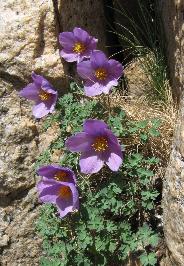 Image of Paraquilegia microphylla specimen.