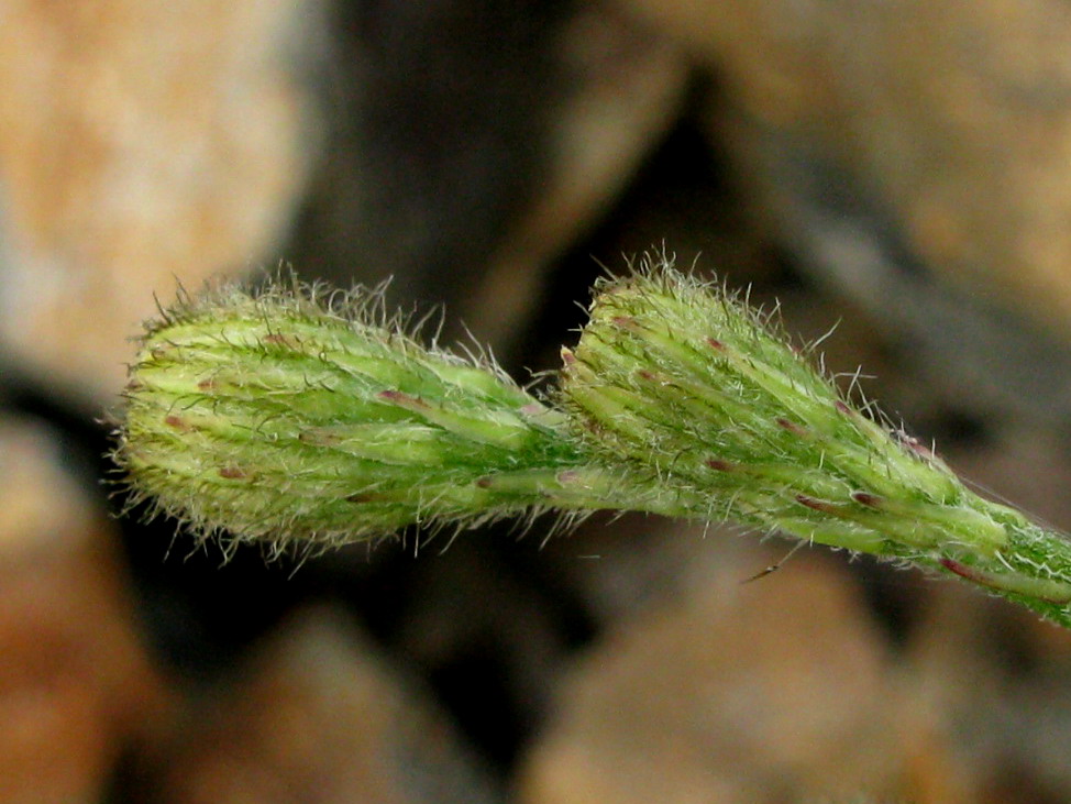 Image of Scorzoneroides autumnalis specimen.