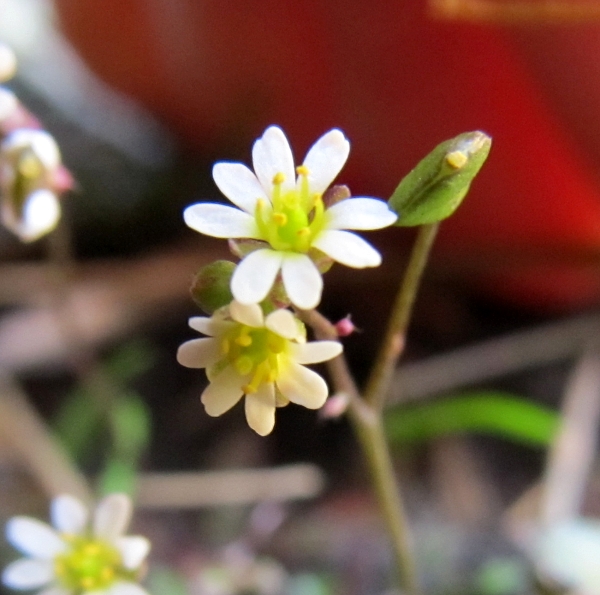 Изображение особи Erophila spathulata.