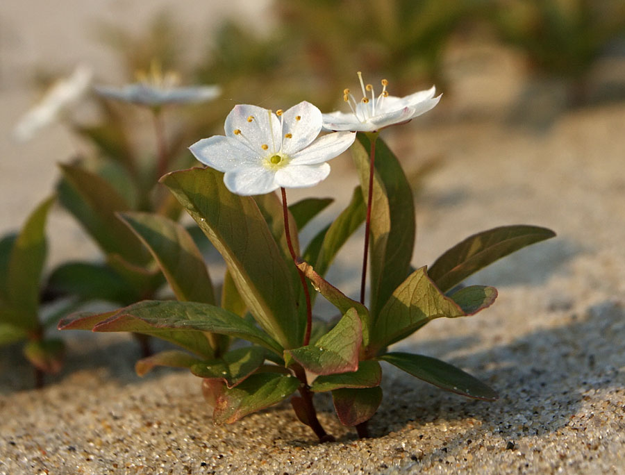 Image of Trientalis arctica specimen.