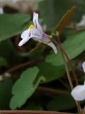 Cymbalaria muralis