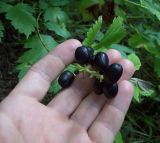 Actaea spicata