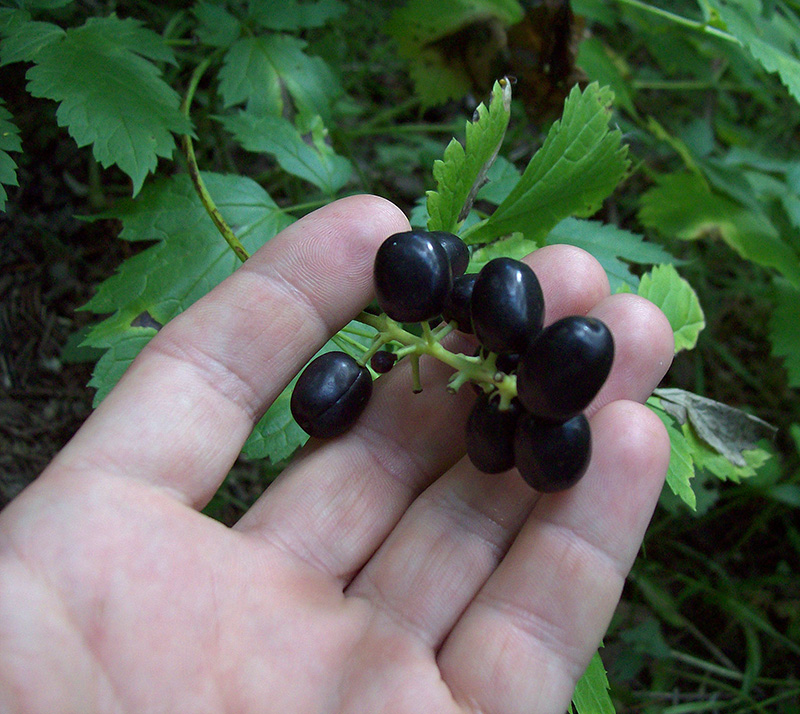 Image of Actaea spicata specimen.