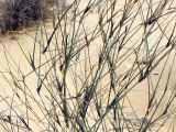 Panicum turgidum