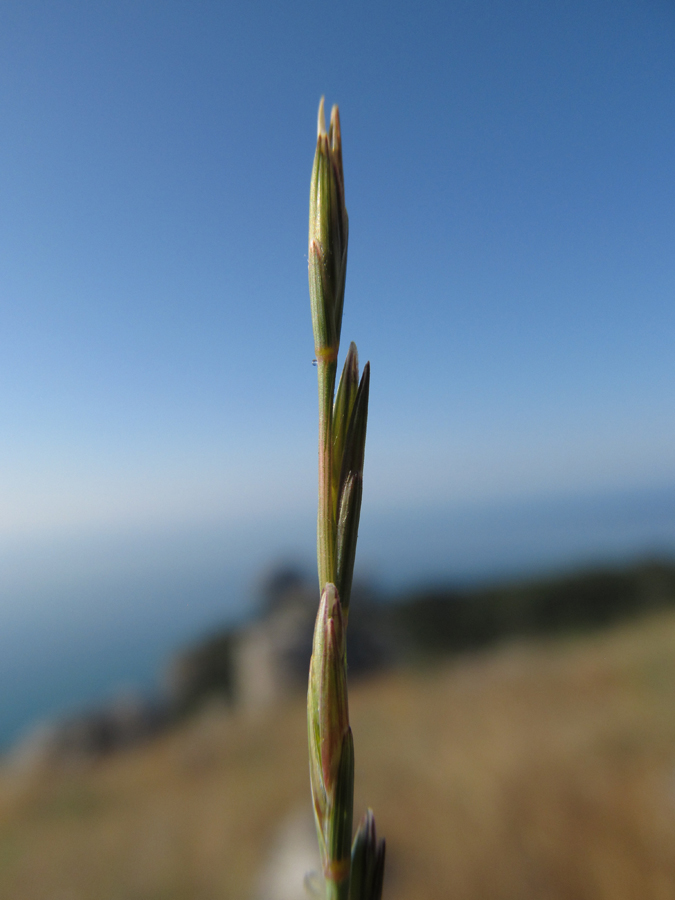 Изображение особи Elytrigia nodosa.