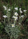 Cerastium biebersteinii. Цветущее растение. Крым, Долгоруковская яйла. 3 июня 2012 г.