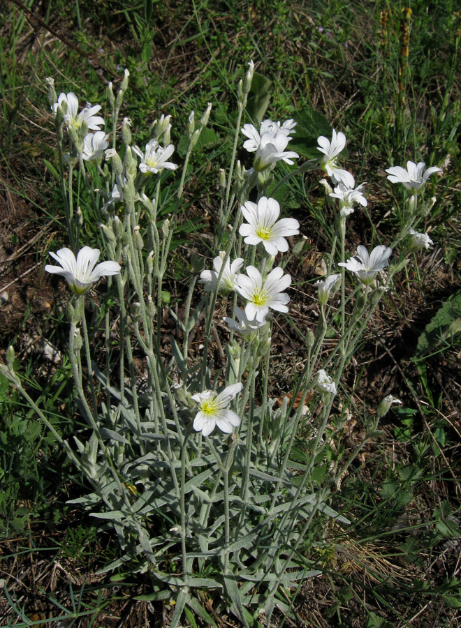 Image of Cerastium biebersteinii specimen.