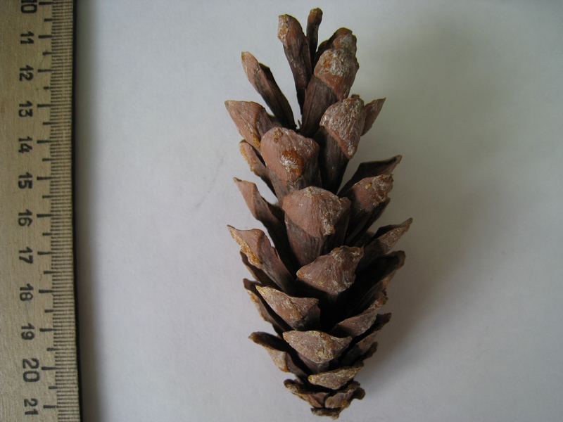 Image of Pinus strobus specimen.