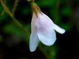 Linnaea borealis. Цветок. Республика Саха (Якутия), Томпонский р-н, с. Кескил. 25.06.2012.