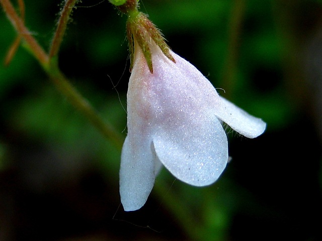 Image of Linnaea borealis specimen.