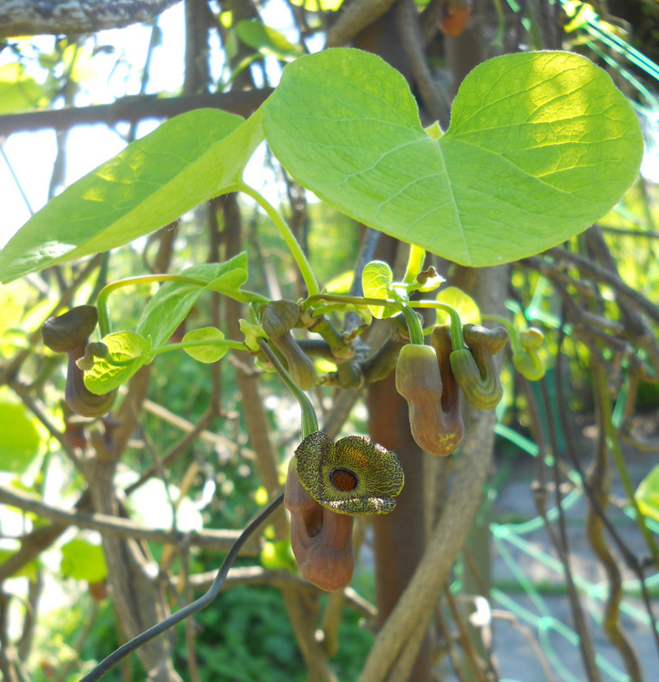 Изображение особи Aristolochia manshuriensis.