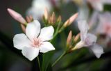 Nerium oleander