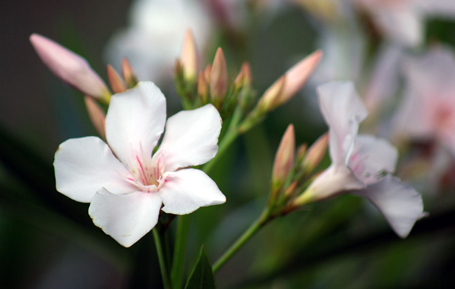 Изображение особи Nerium oleander.