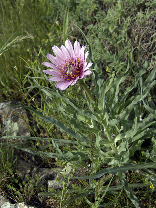 Image of Tragopogon marginifolius specimen.