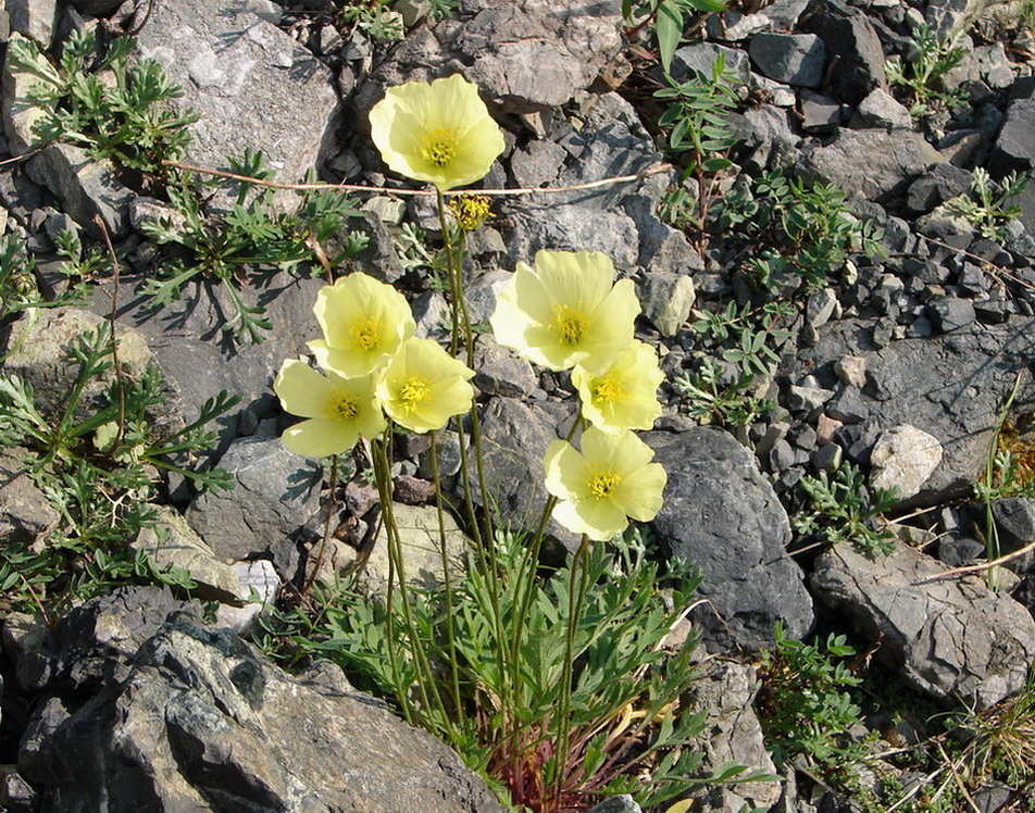 Image of Papaver pseudocanescens ssp. udocanicum specimen.