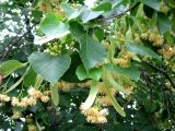 Tilia cordifolia. Соцветия и листья. Москва, территория Кремля, Тайницкий сад. 15.06.2012.