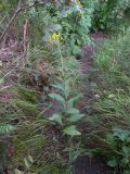 Senecio propinquus