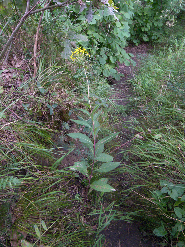 Image of Senecio propinquus specimen.