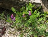 Vicia nervata