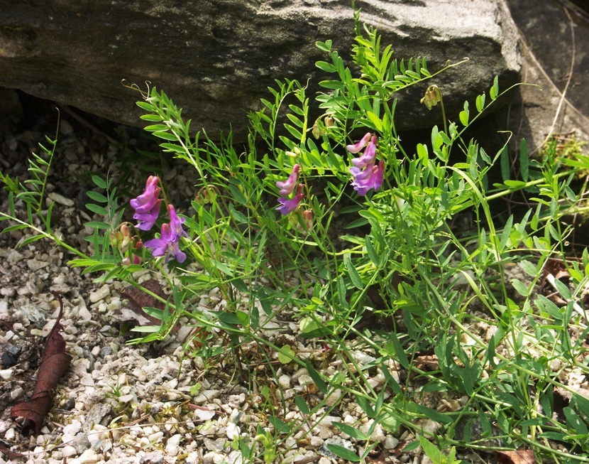 Image of Vicia nervata specimen.