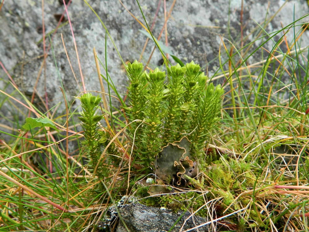 Image of Huperzia appressa specimen.