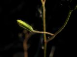 Crepis multicaulis