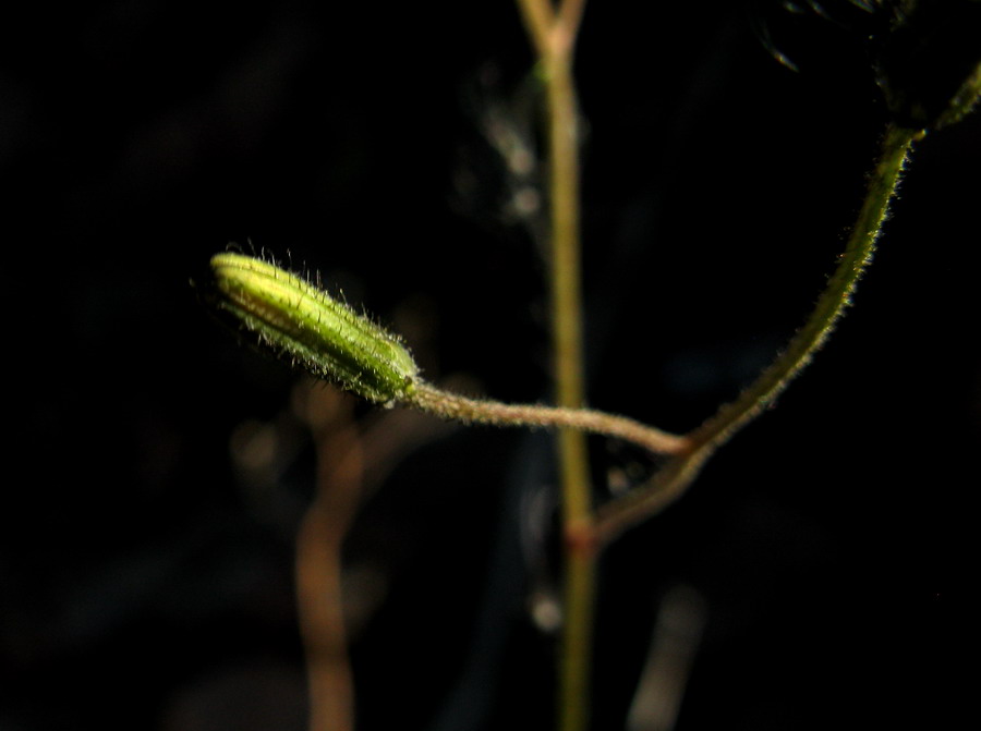 Изображение особи Crepis multicaulis.