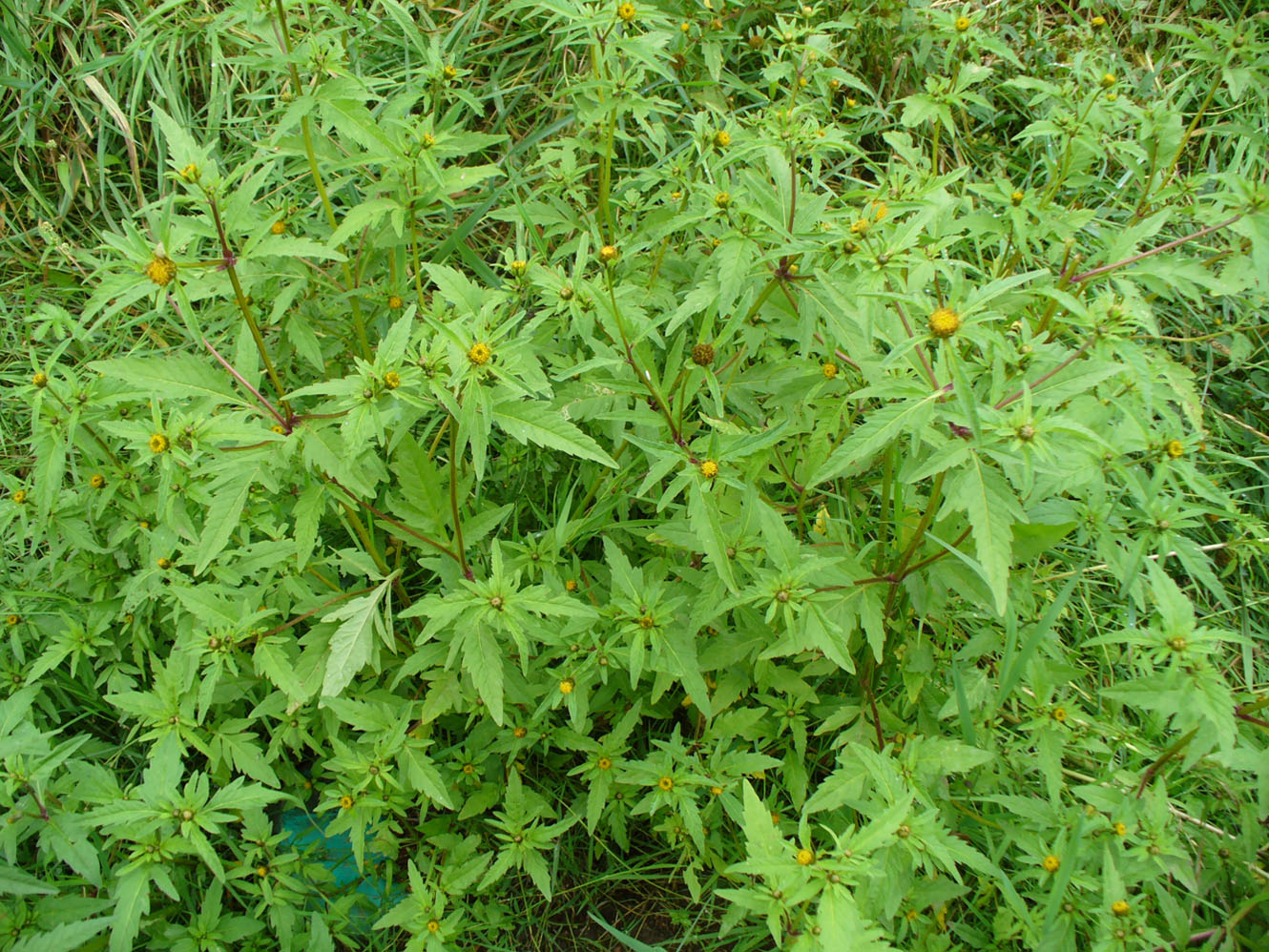 Image of Bidens &times; polakii specimen.