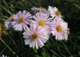 genus Symphyotrichum