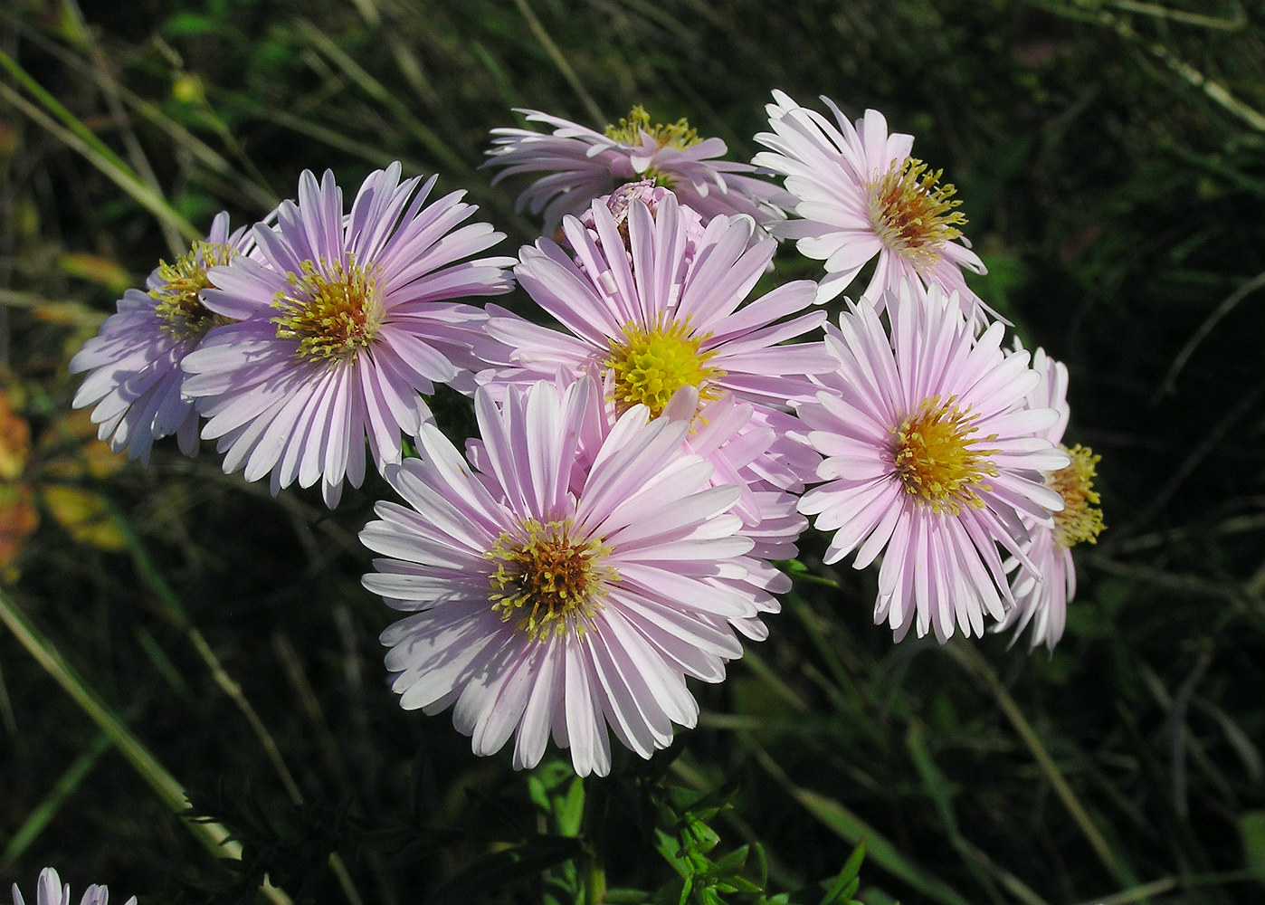 Image of genus Symphyotrichum specimen.