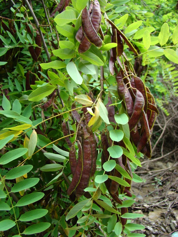 Image of Robinia pseudoacacia specimen.