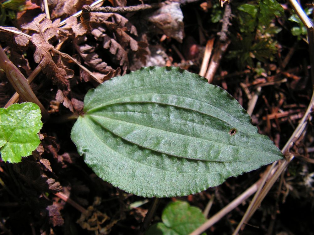 Image of Calypso bulbosa specimen.